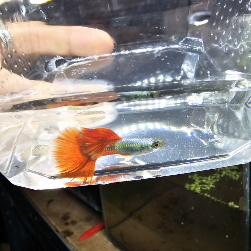 Guppy Halfmoon Platinium Full red