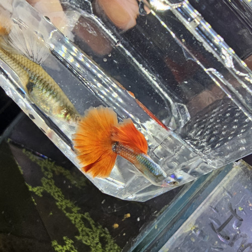 Guppy Halfmoon Platinium Full red