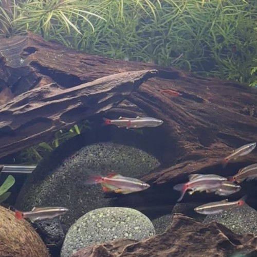Tanichtys lini
