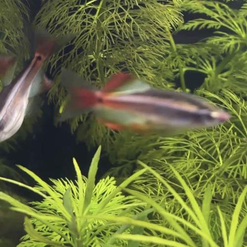 Tanichtys lini