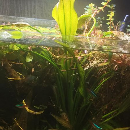 grande echinodorus