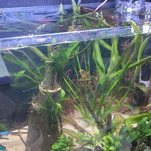 grande echinodorus