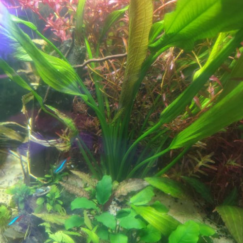 grande echinodorus