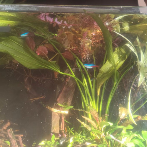 grande echinodorus