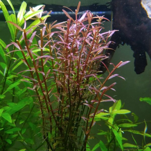 Rotala red blood