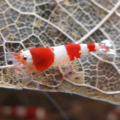 Caridina Crystal Red x12  (sol neutre et/ou sol technique)