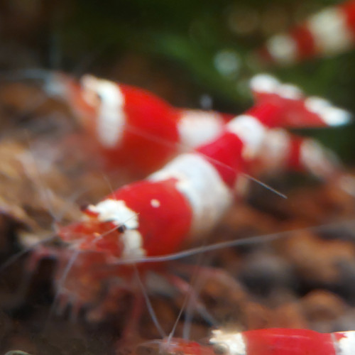 Caridina Crystal Red x12  (sol neutre et/ou sol technique)