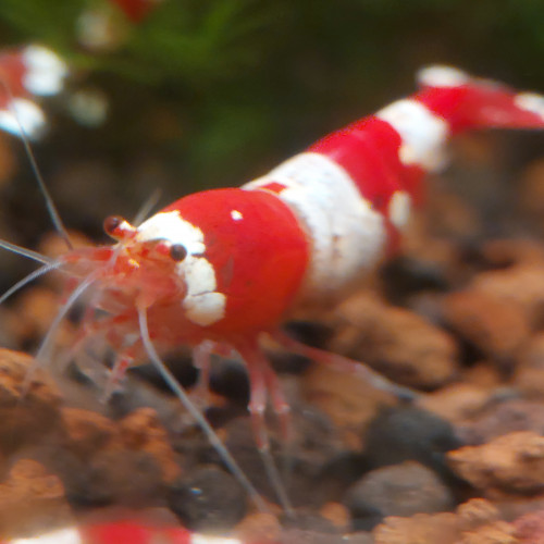 Caridina Crystal Red x12  (sol neutre et/ou sol technique)