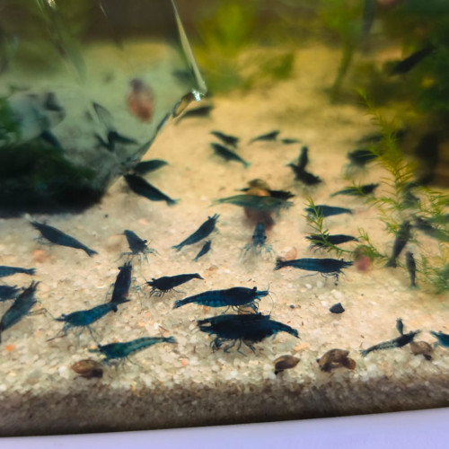 Vend crevettes neocaridina blue dream/velvet