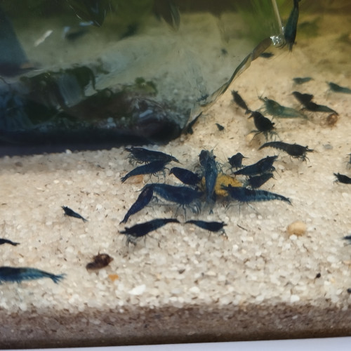 Vend crevettes neocaridina blue dream/velvet