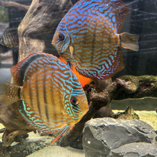 couple de discus