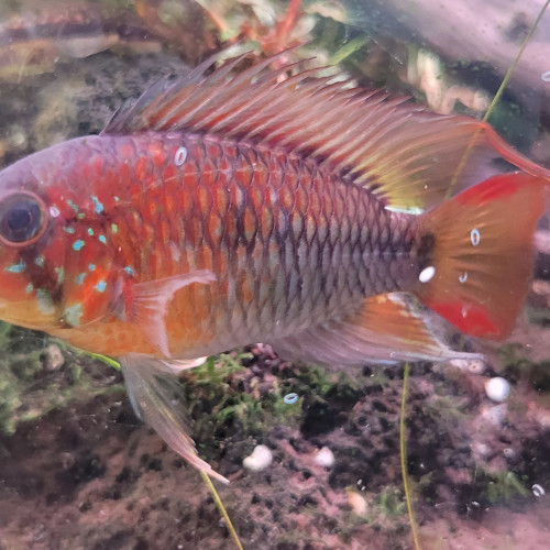 Superbe mâle apistogramma Viejita Super Rouge XL