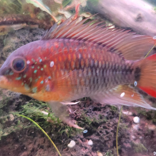 Superbe mâle apistogramma Viejita Super Rouge XL