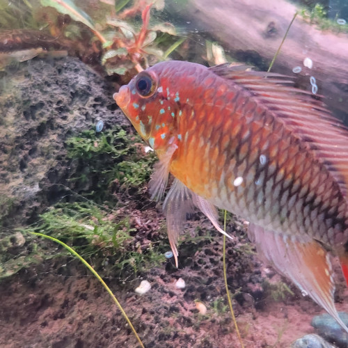 Superbe mâle apistogramma Viejita Super Rouge XL
