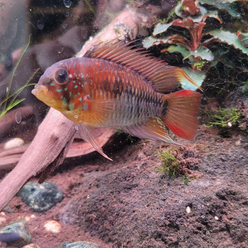 Superbe mâle apistogramma Viejita Super Rouge XL