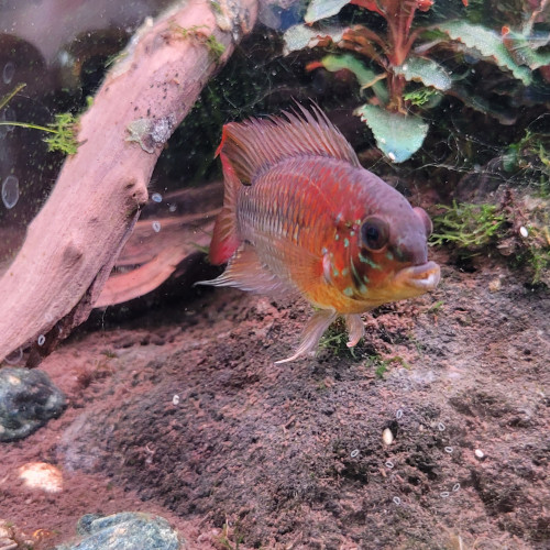Superbe mâle apistogramma Viejita Super Rouge XL