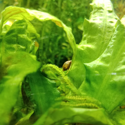 Escargots d'aquarium Physes