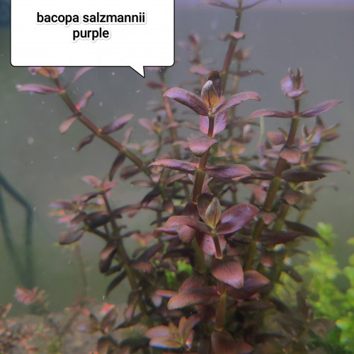 Bacopa salzmannii purple