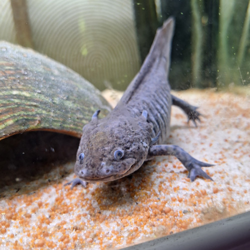 4 axolotl