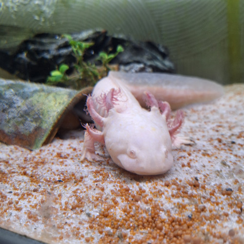 4 axolotl