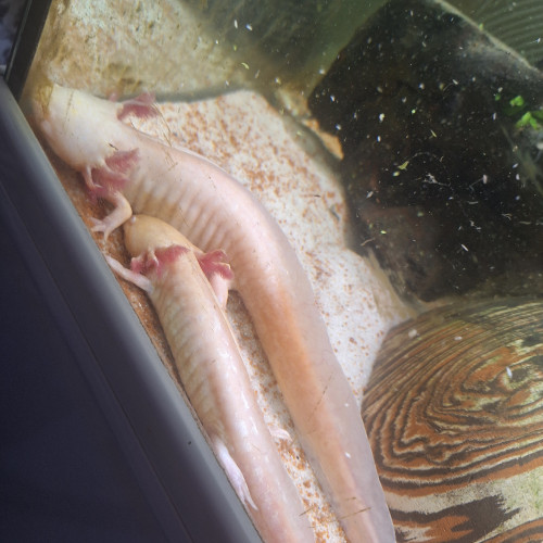 4 axolotl