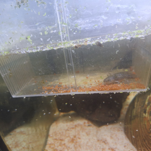 4 axolotl