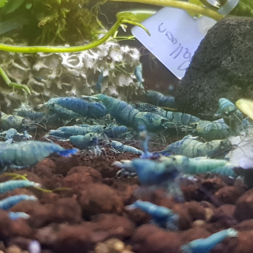 Deep blue bolt