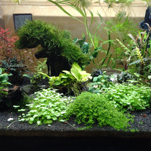 Bucephalandra et Anubia