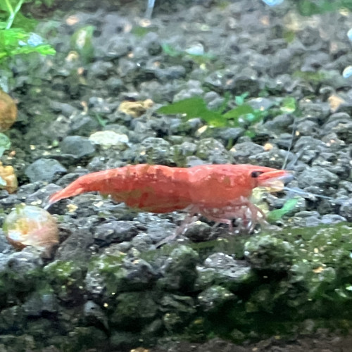 Néocaridina Sakura rouge