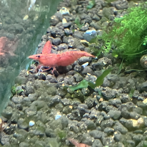 Néocaridina Sakura rouge