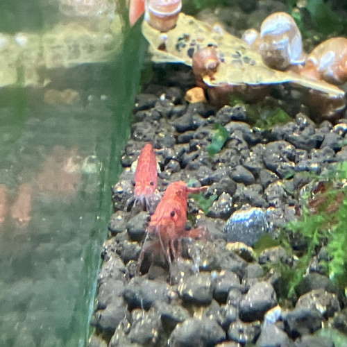 Néocaridina Sakura rouge