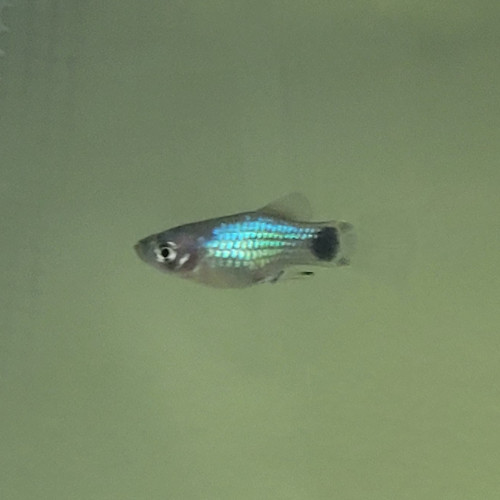 Vend mâle Platy Blue Mickey Mouse