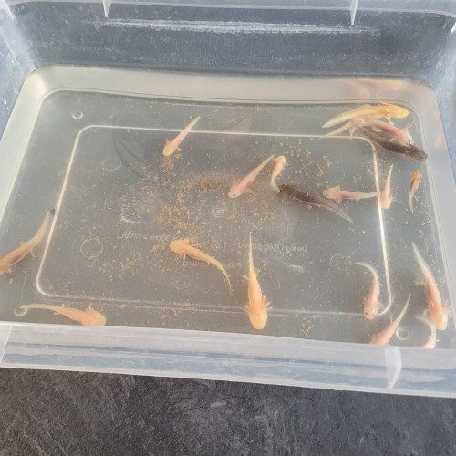 axolotl
