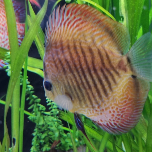 Aquarium marque Eheim Modèle Incpiria 430 alpin blanc + poissons