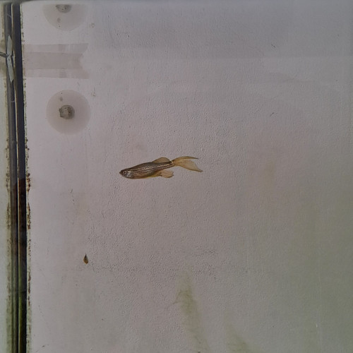 Donne poisson