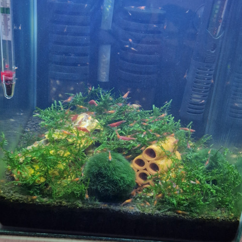 Neocaridinas davidi( red cherry)