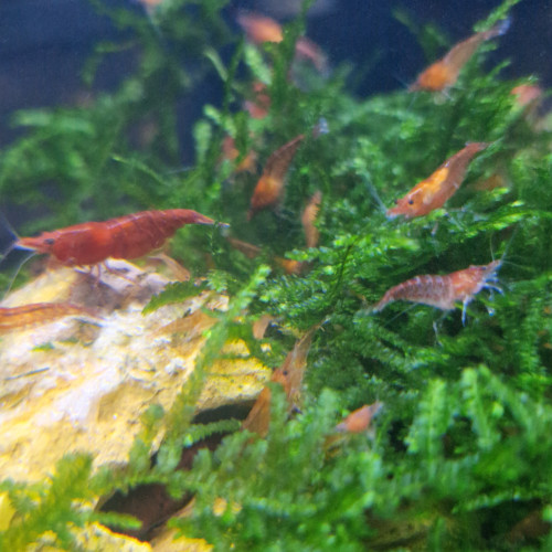 Neocaridinas davidi( red cherry)
