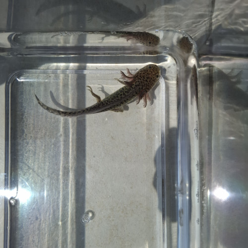 Axolotl 15 euros sauvage 12 cm