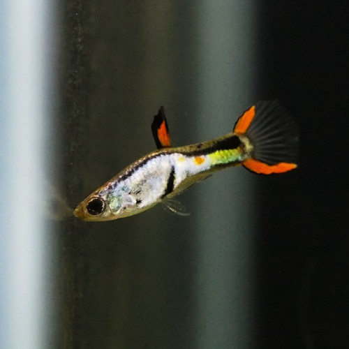 Guppy Cumana El Silverardo