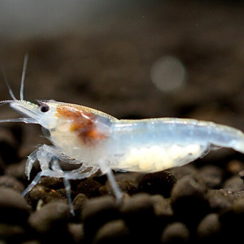 Crevettes Palmata White pearl