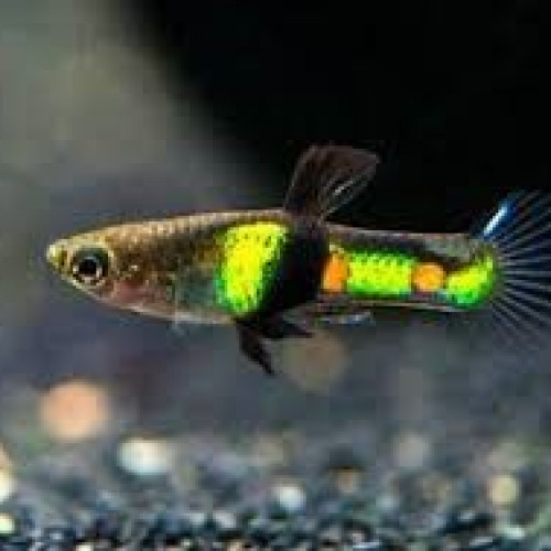 Guppy Campoma El Tigre