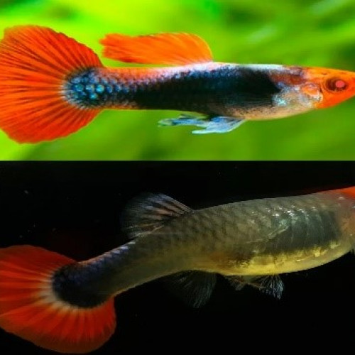 Guppy Reticulata Koi Tuxedo