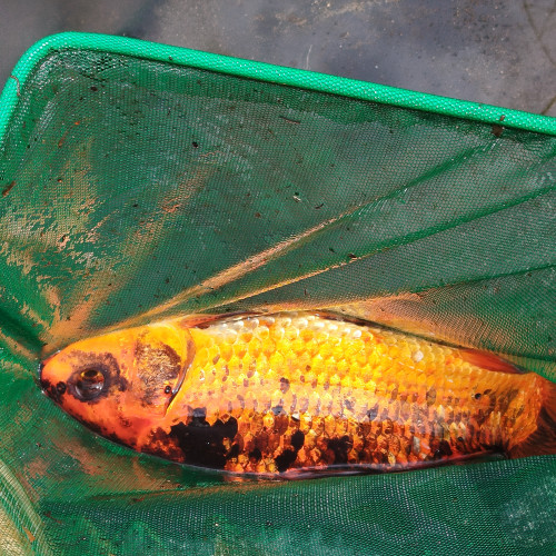 3 Carpes Koï, 3 Poissons rouges, nenuphars, Filtres et pompe