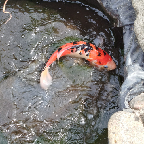 3 Carpes Koï, 3 Poissons rouges, nenuphars, Filtres et pompe