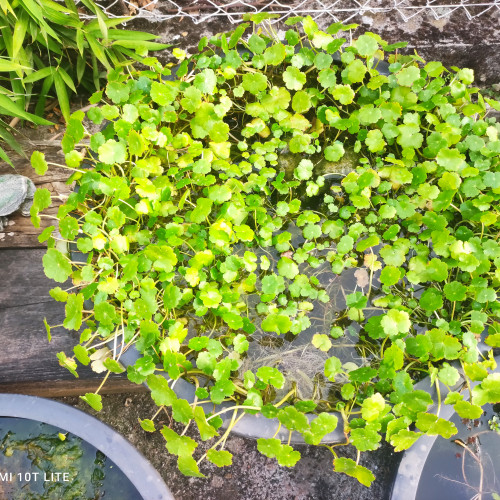 Plantes pour petits bassins ou aquariums