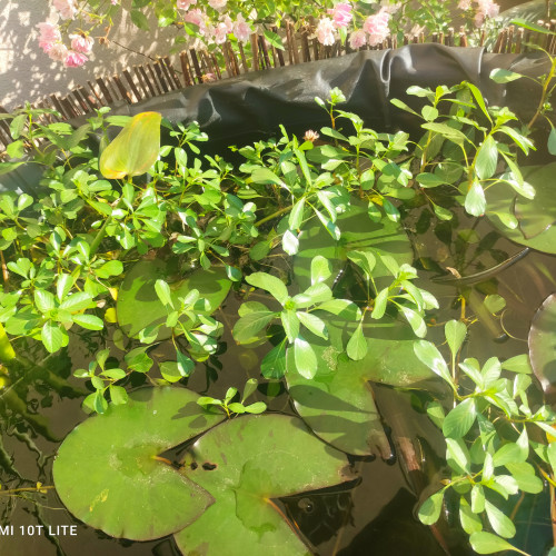 Plantes pour petits bassins ou aquariums