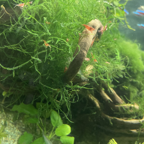 Aquarium 240l