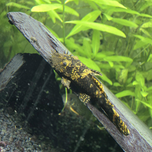 Ancistrus