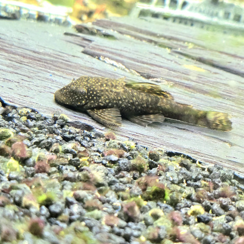 Ancistrus