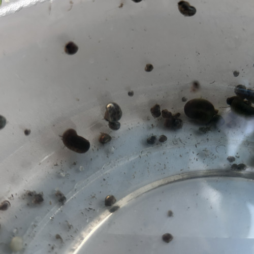 Escargots Planorbe